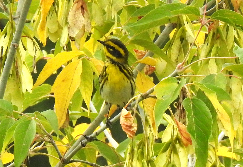 Paruline de townsend