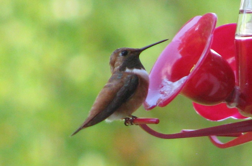 2019 09 17  colibri roux %283%29