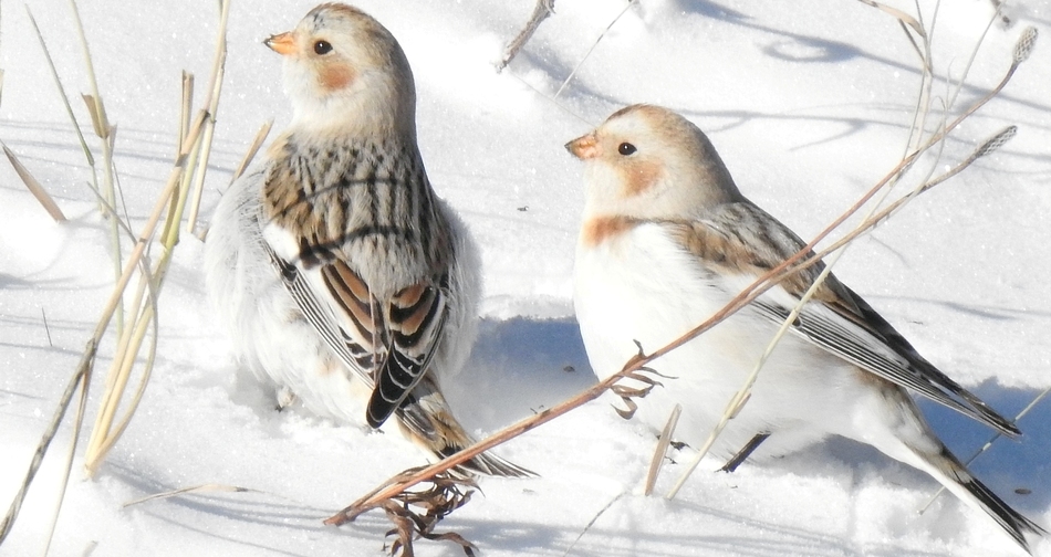 Plectrophane des neiges