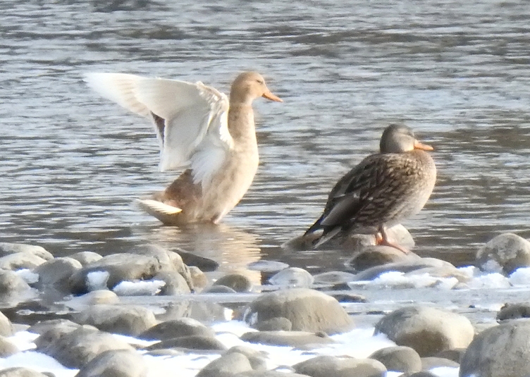 Canard colvert