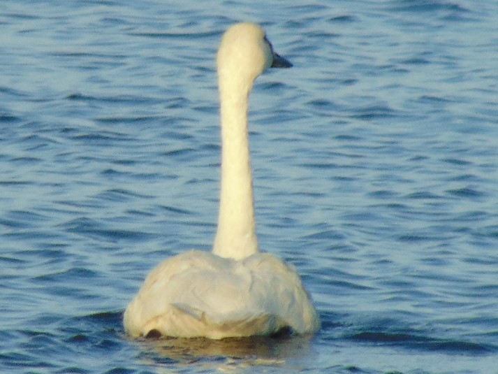 Cygne siffleur