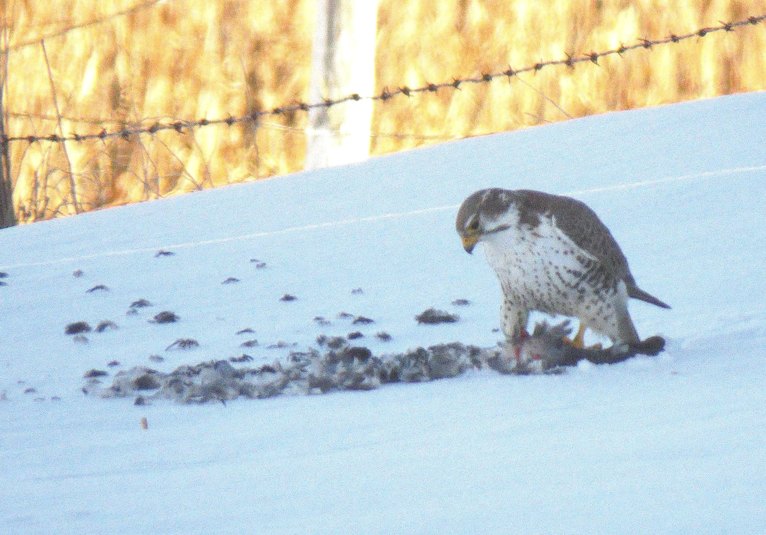 Faucon des prairies