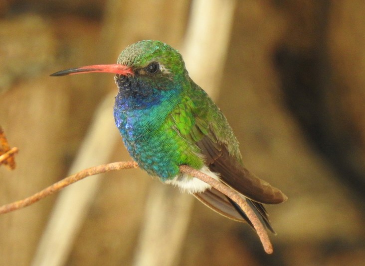 Colibri circ%c3%a9