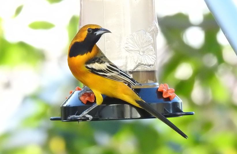 Oriole masqu%c3%a9