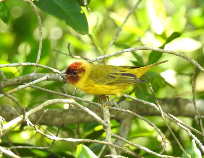 Paruline jaune %28mangrove%29