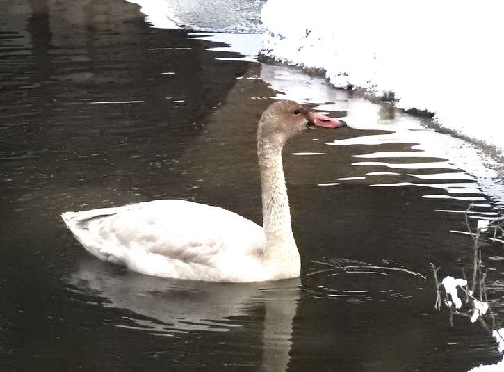 Cygne siffleur