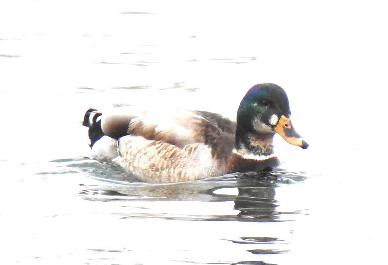 Canard colvert
