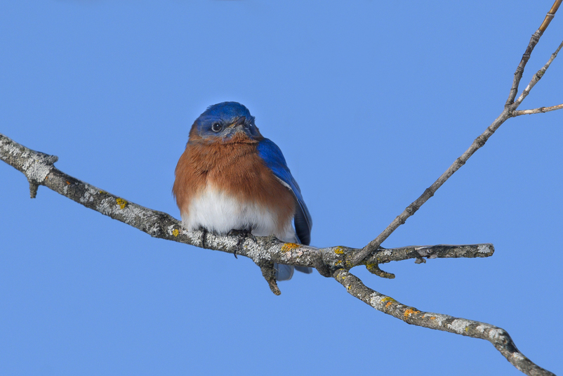 Merlebleuest phootsylvainmessier