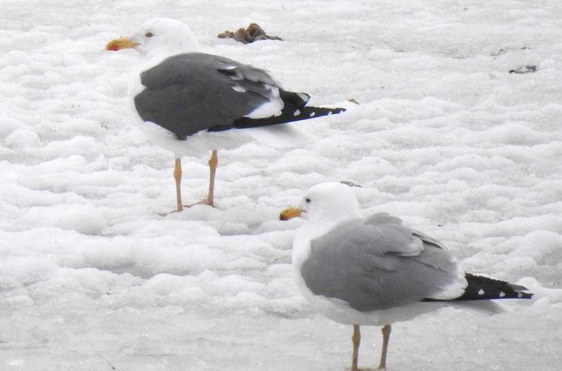 Goeland brun