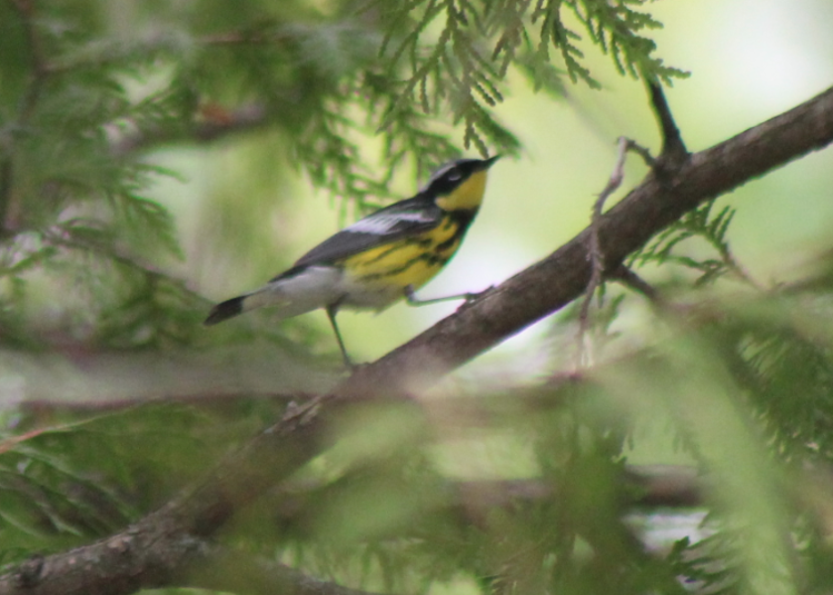 Tit oiseau