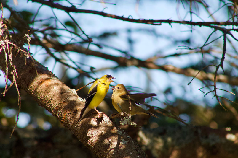 Chardonneret jaune