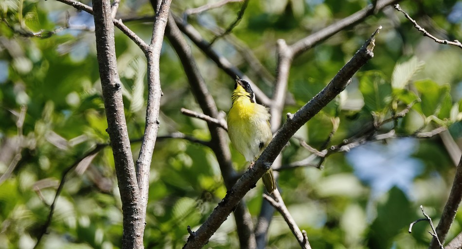 Paruline masqu%c3%a96