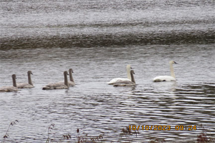 Famille cygnes trompette