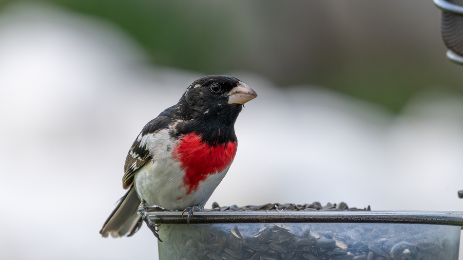 Dsc085972